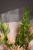 Букет " Первый звонок" с герберами арт 15268Дв Букет " Первый звонок" с герберами арт 15268Дв